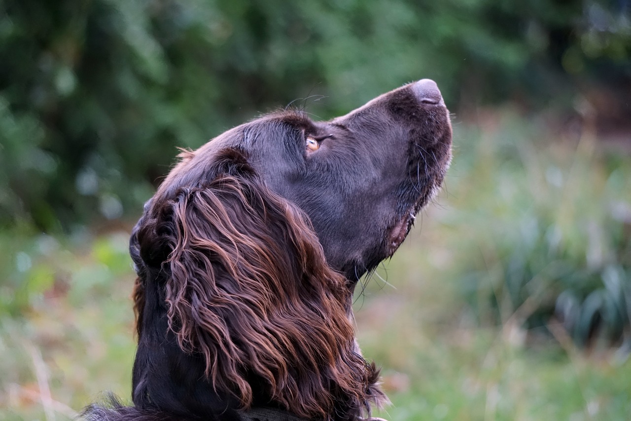 The Friendly Spirit of the Clumber Spaniel